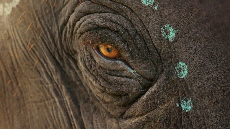 The Elephant Whisperers movie backdrop