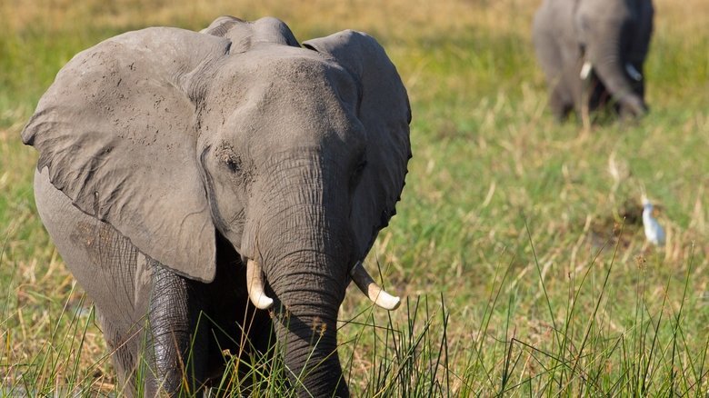Elephant movie backdrop