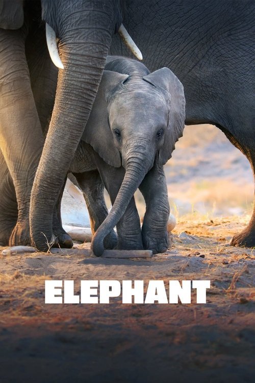 Elephant movie