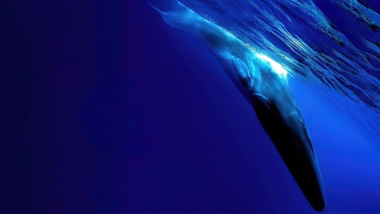 The Loneliest Whale: The Search for 52 movie backdrop