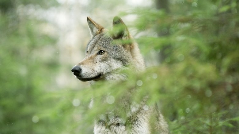 Wolf: Wanderer Without Borders movie backdrop