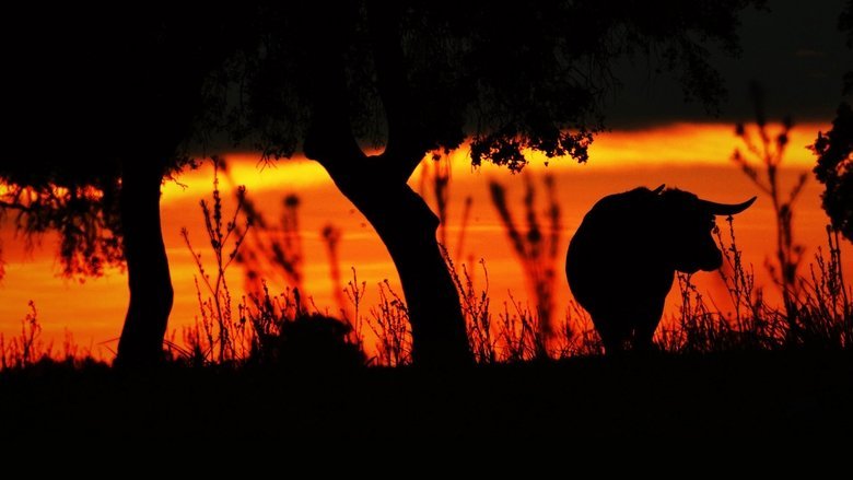 Animal | Human movie backdrop
