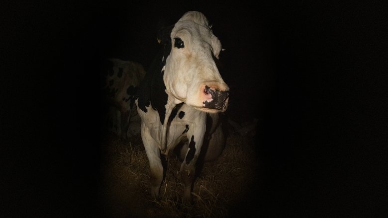 Cow movie backdrop