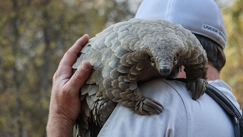Pangolin: Kulu's Journey movie backdrop