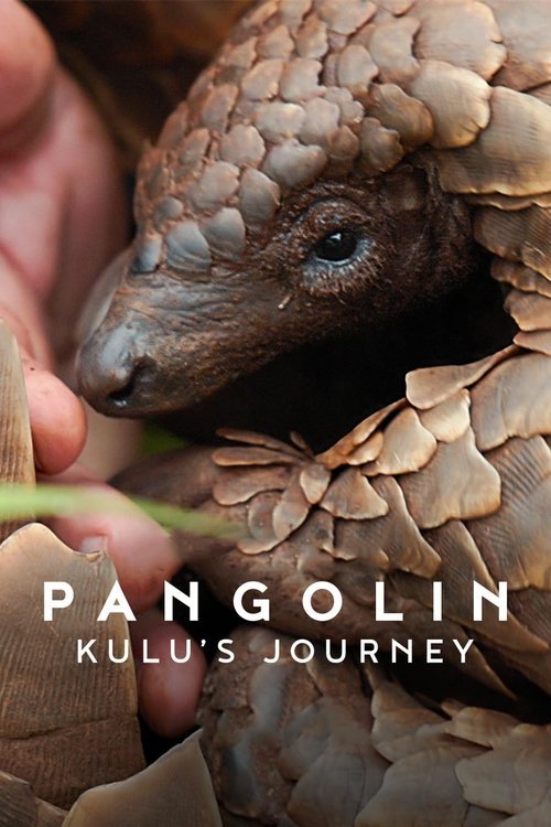 Pangolin: Kulu's Journey movie