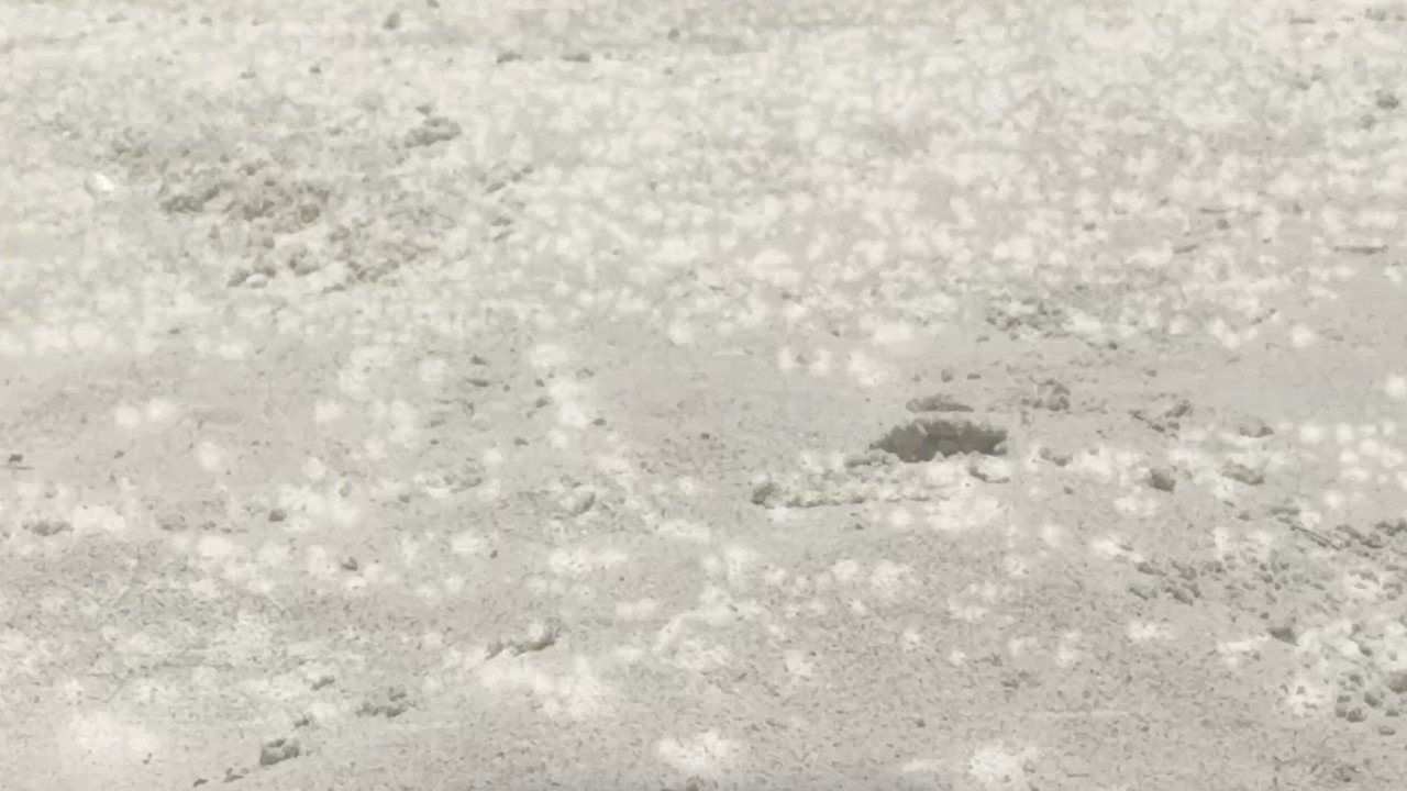 Summer's Sunsong (2026) movie scene