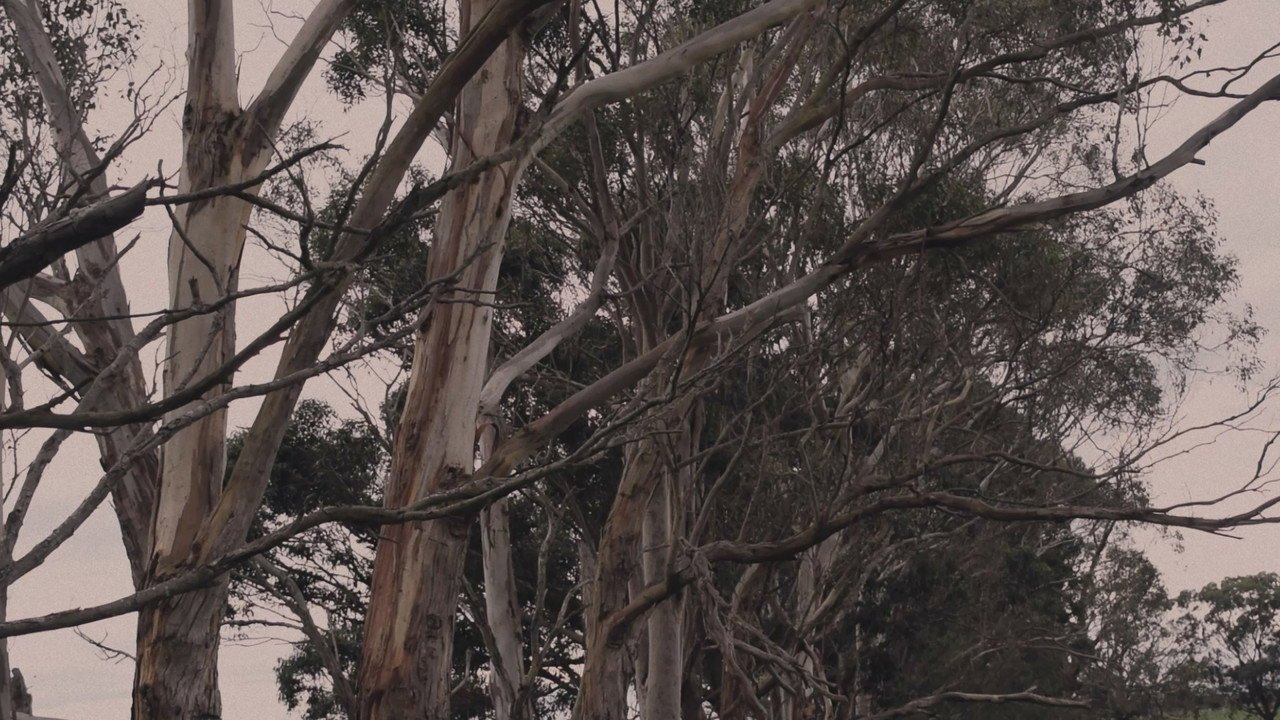 WHITEGUM (2026) movie scene