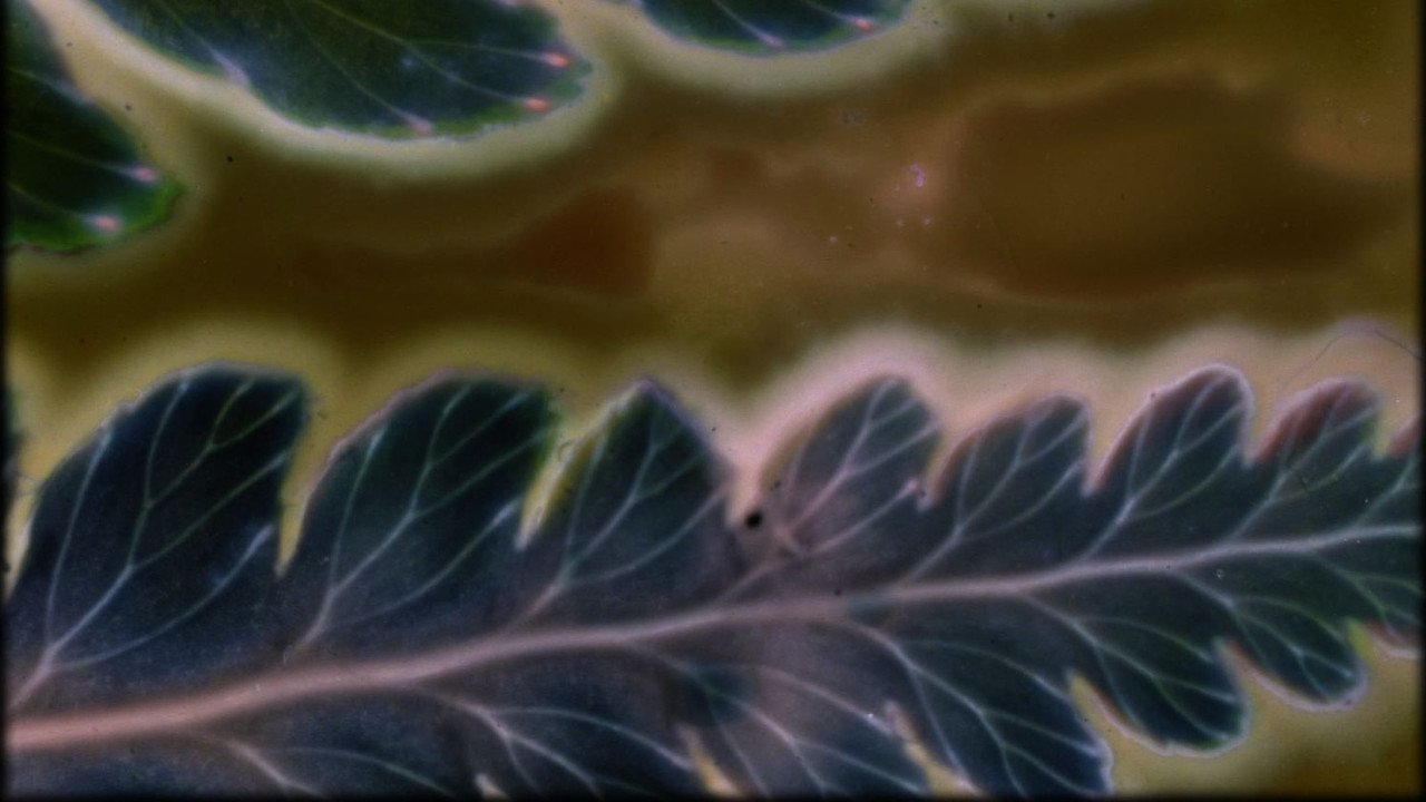 Phytophonics (2026) movie scene