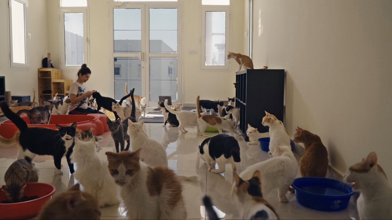 25 Cats from Qatar (2026) movie scene