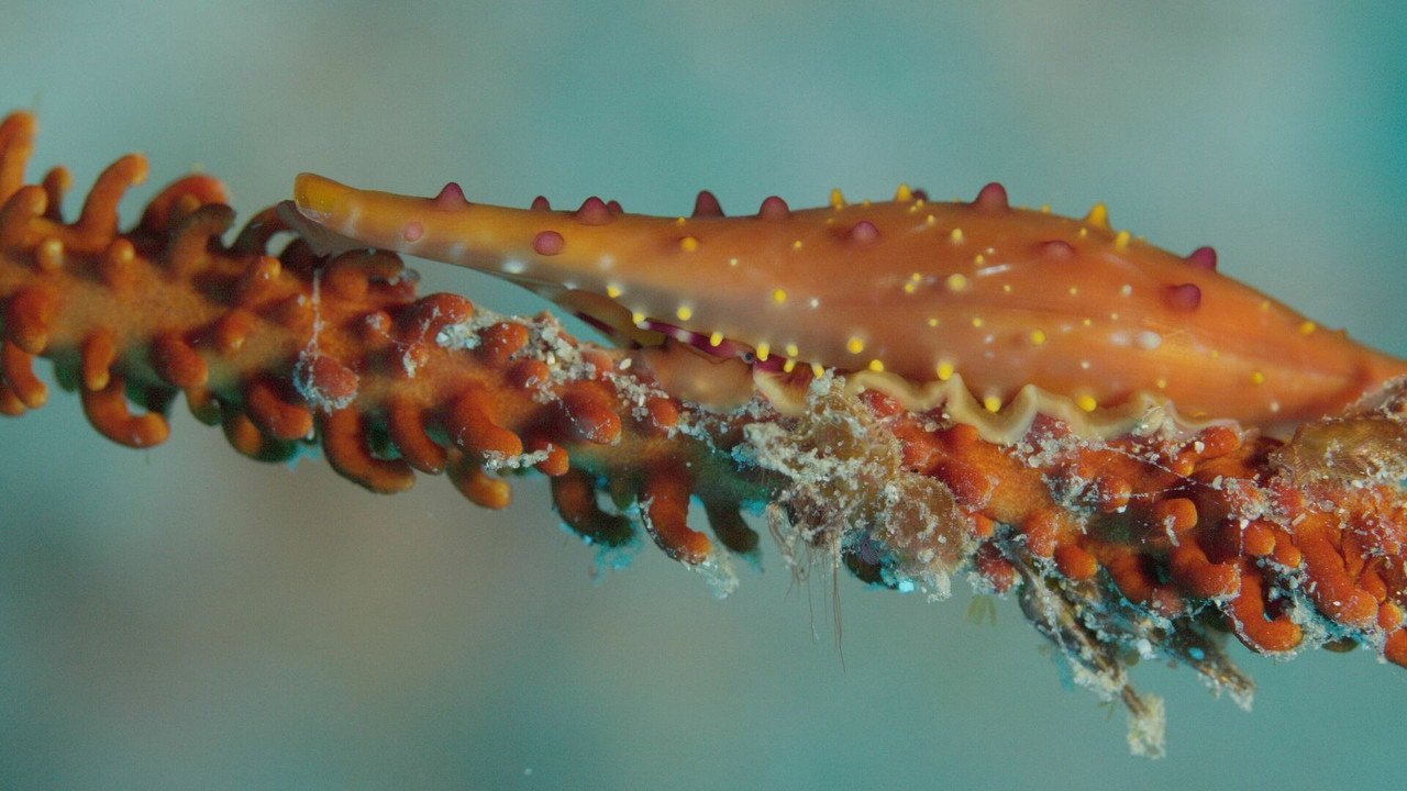 Shells: Shaped by Nature (2026) movie scene