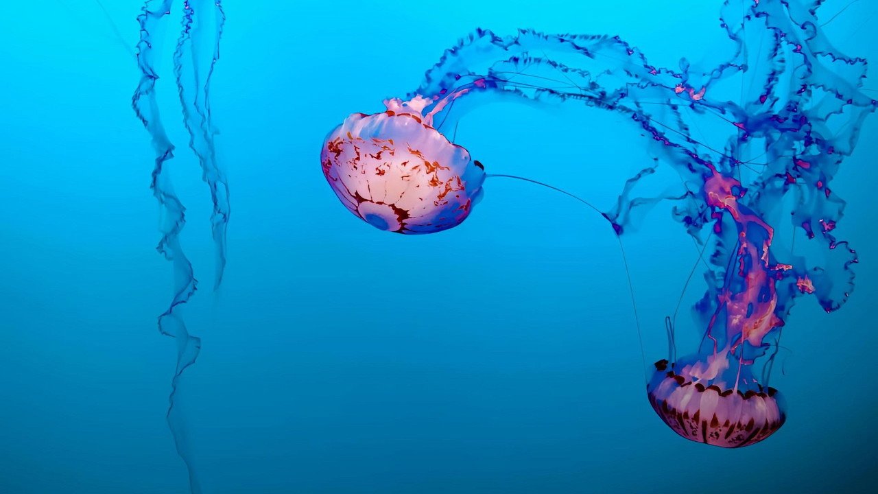 Jellyfish, The new Rulers of the Ocean (2026) movie scene