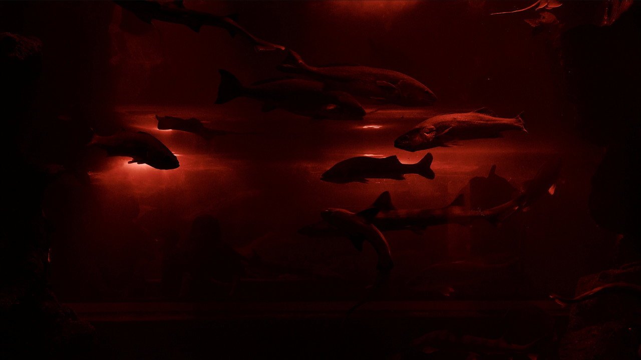 Red Wave​ (2026) movie scene