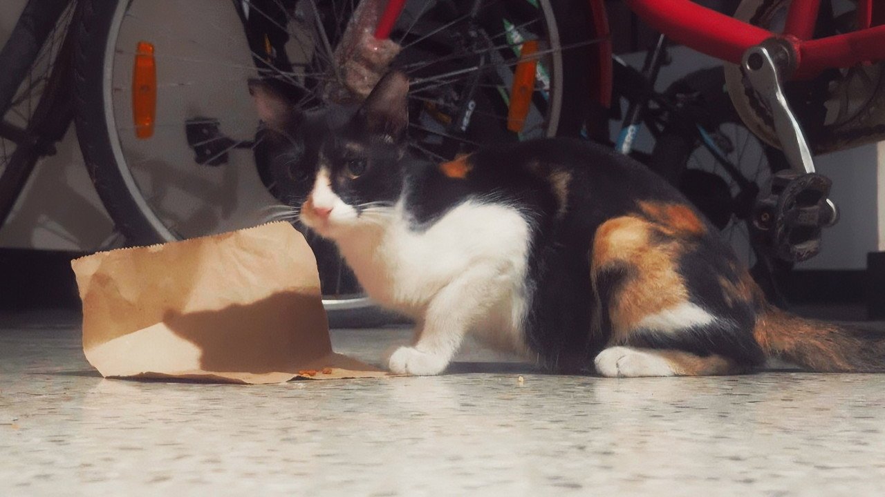 A Night in the Rain ft. The Stray (2026) movie scene