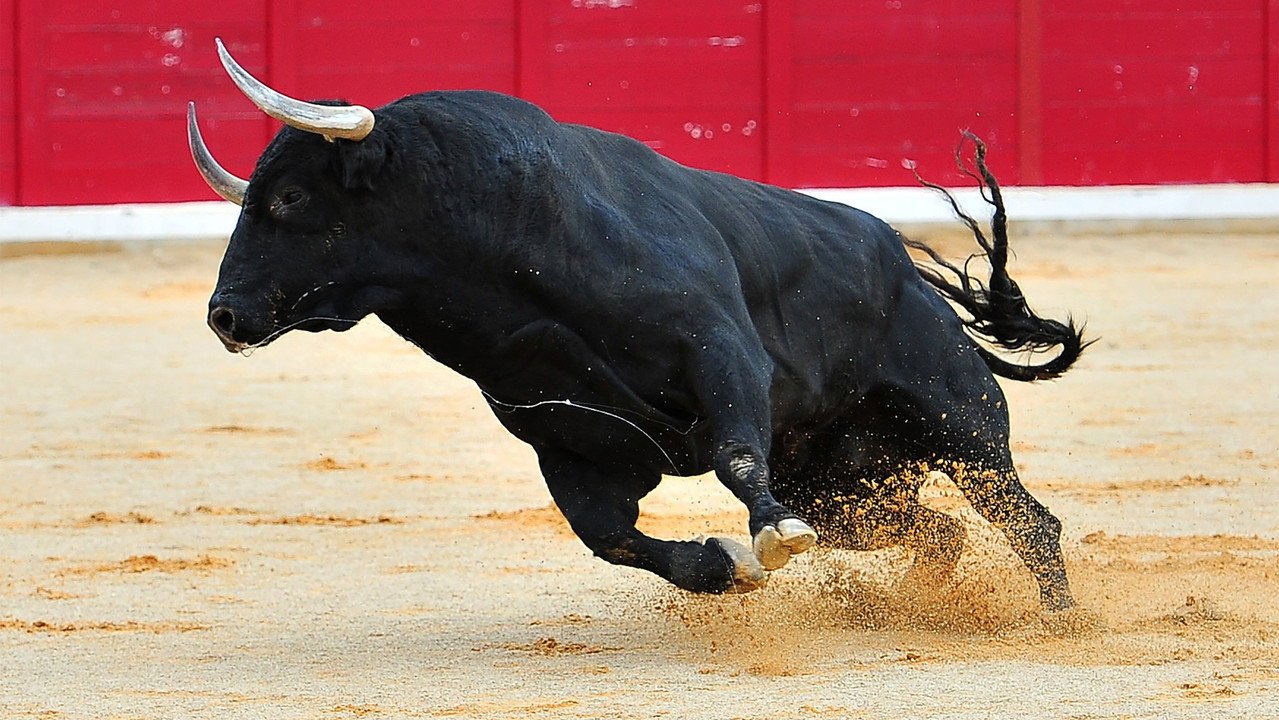 Project - Bulls 2026 (2026) movie scene