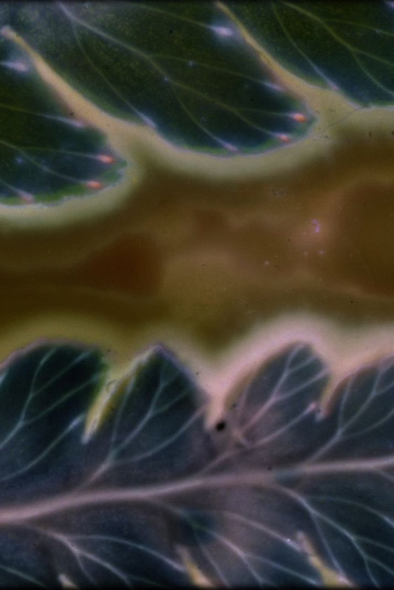 Phytophonics (2026) official movie poster