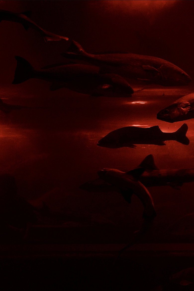 Red Wave​ (2026) official movie poster