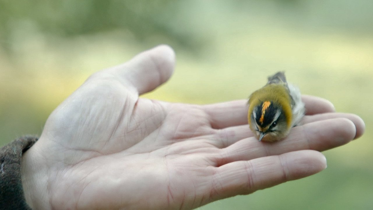 Watching People Watching Birds (2026) movie scene