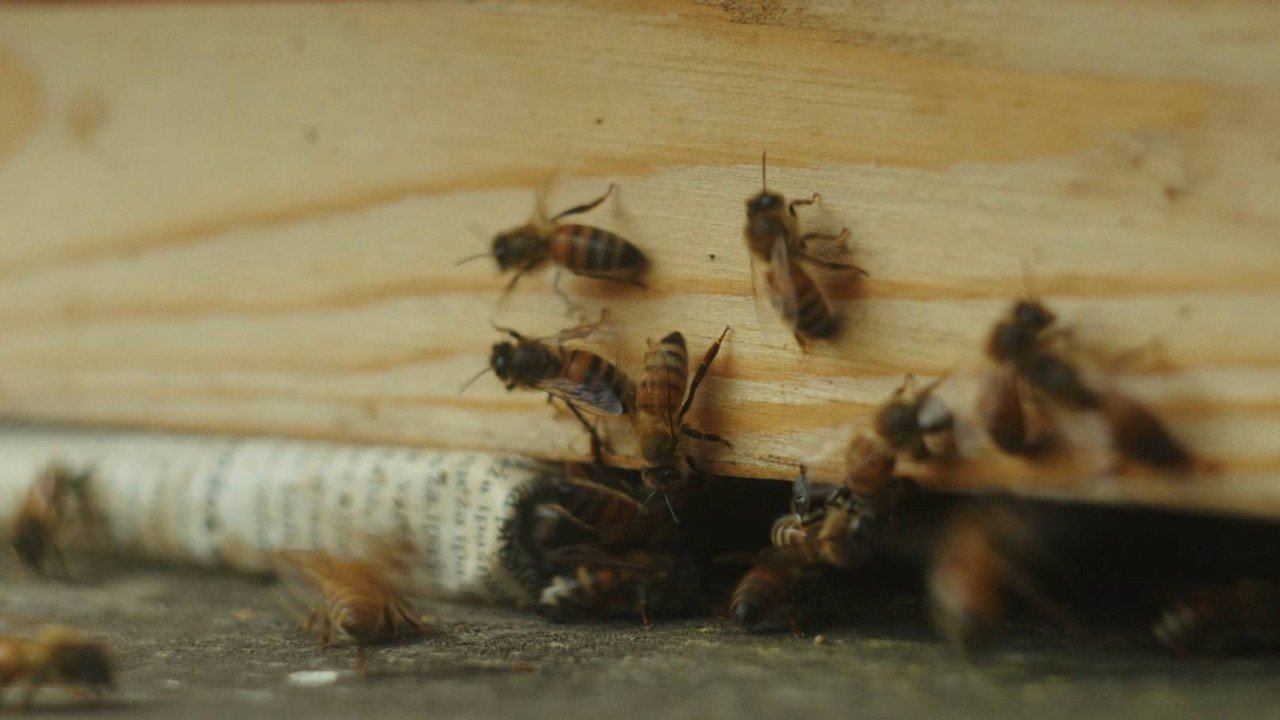 In Search of Honey (2026) movie scene