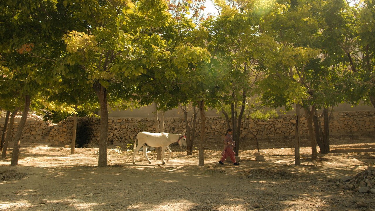 Shireen (2026) movie scene