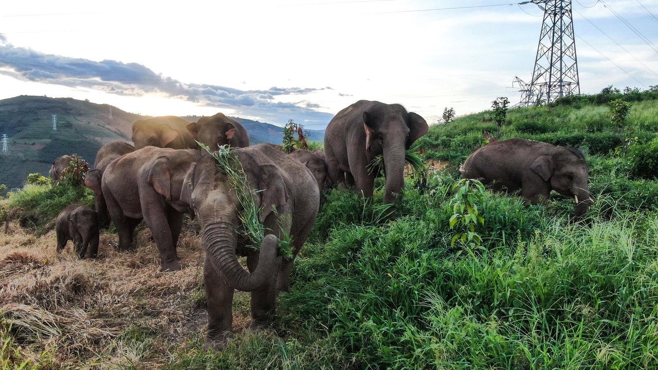 The Elephant Odyssey (2026) movie scene