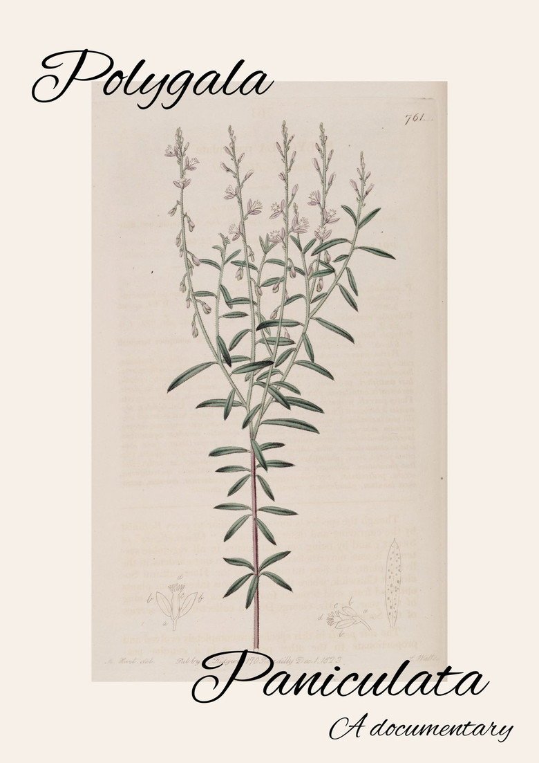 Polygala Paniculata official movie poster